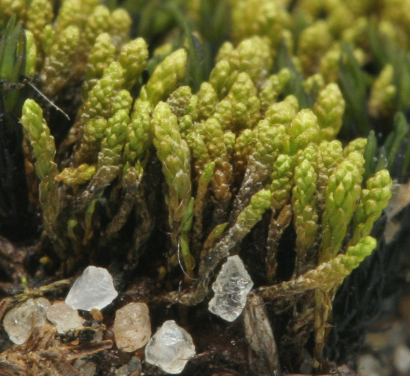 Bryum calobryoides